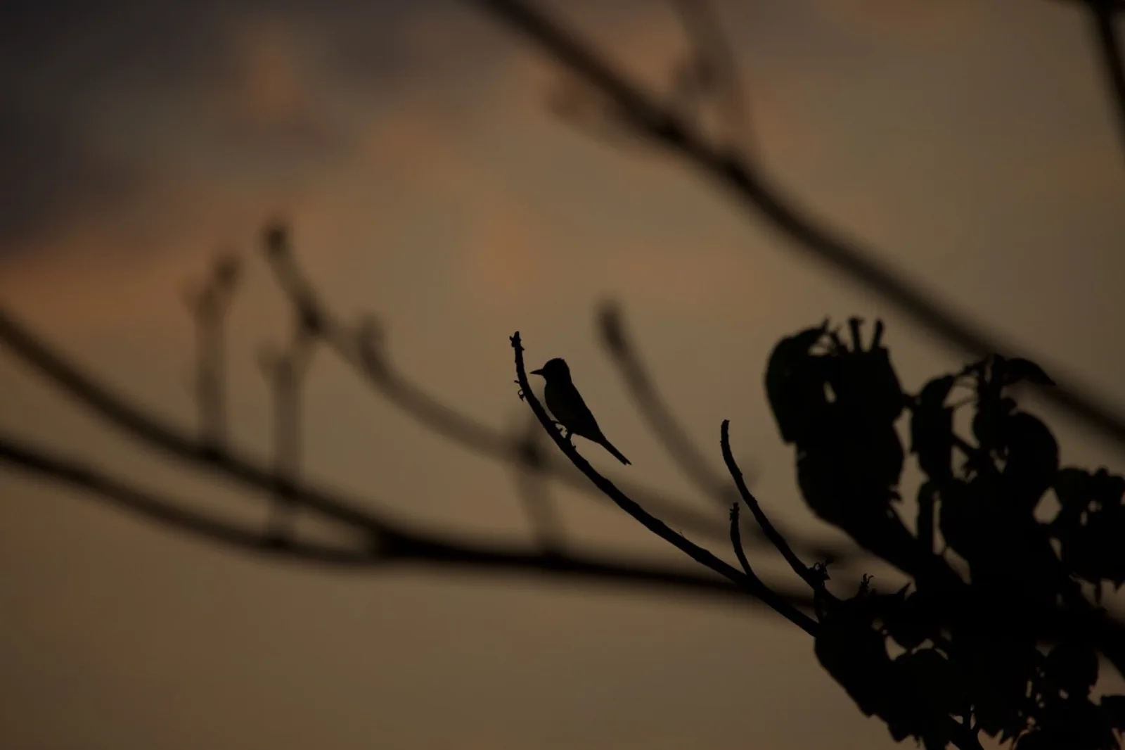 A bird perched on a branch against the dusk sky over the estate