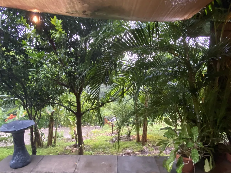 A lush tropical garden of palms and fruit trees seen from the covered porch of the Jungle Tiny Home, with a stone birdbath at the edge.